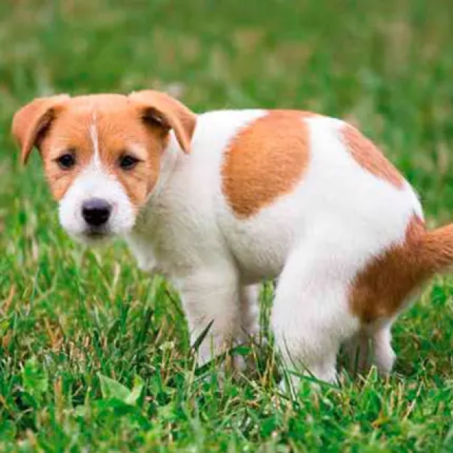 Saúde intestinal e imunidade do pet